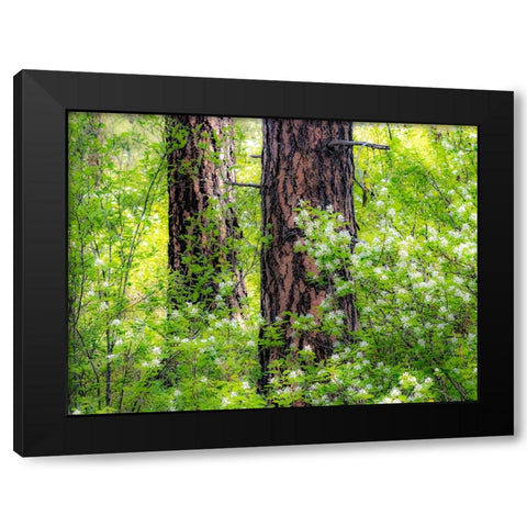 USA-Washington State-Leavenworth white flowering bush amongst Ponderosa Pine Black Modern Wood Framed Art Print with Double Matting by Gulin, Sylvia