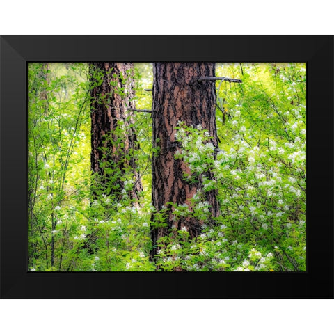 USA-Washington State-Leavenworth white flowering bush amongst Ponderosa Pine Black Modern Wood Framed Art Print by Gulin, Sylvia