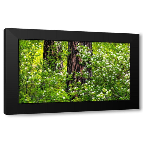 USA-Washington State-Leavenworth white flowering bush amongst Ponderosa Pine Black Modern Wood Framed Art Print with Double Matting by Gulin, Sylvia