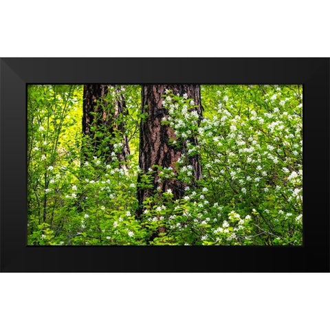 USA-Washington State-Leavenworth white flowering bush amongst Ponderosa Pine Black Modern Wood Framed Art Print by Gulin, Sylvia
