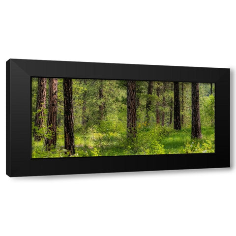 USA-Washington State-Leavenworth Balsamroot blooming amongst Ponderosa Pine Black Modern Wood Framed Art Print with Double Matting by Gulin, Sylvia