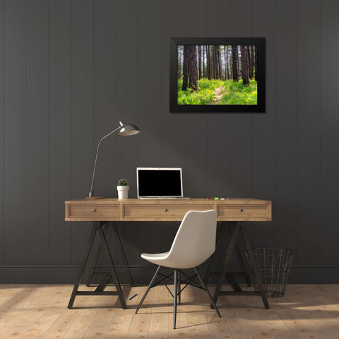 USA-Washington State-Leavenworth Balsamroot blooming amongst Ponderosa Pine Black Modern Wood Framed Art Print by Gulin, Sylvia