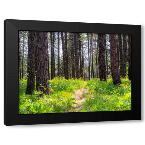 USA-Washington State-Leavenworth Balsamroot blooming amongst Ponderosa Pine Black Modern Wood Framed Art Print with Double Matting by Gulin, Sylvia
