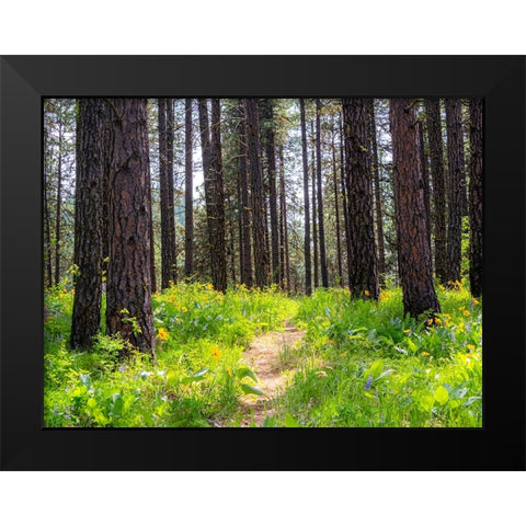 USA-Washington State-Leavenworth Balsamroot blooming amongst Ponderosa Pine Black Modern Wood Framed Art Print by Gulin, Sylvia