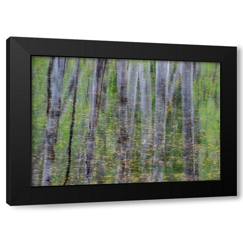 USA-Washington State-Old Cascade Highway off of Highway 2 and pond reflecting alder trees Black Modern Wood Framed Art Print with Double Matting by Gulin, Sylvia