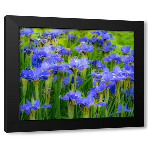USA-Washington State-Pacific Northwest-Bellevue and the Bellevue Botanical Gardens springtime Black Modern Wood Framed Art Print by Gulin, Sylvia