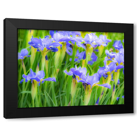 USA-Washington State-Pacific Northwest-Bellevue and the Bellevue Botanical Gardens springtime Black Modern Wood Framed Art Print by Gulin, Sylvia