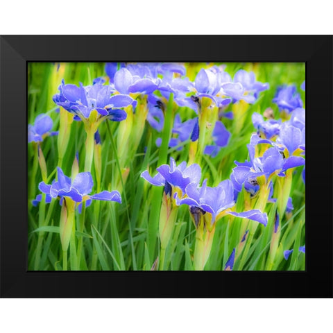 USA-Washington State-Pacific Northwest-Bellevue and the Bellevue Botanical Gardens springtime Black Modern Wood Framed Art Print by Gulin, Sylvia