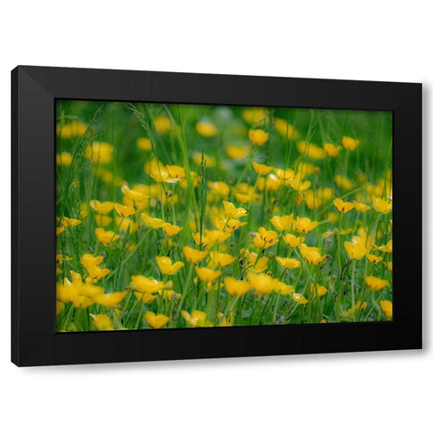 USA-Washington State-Pacific Northwest-Bellevue and the Bellevue Botanical Gardens springtime Black Modern Wood Framed Art Print by Gulin, Sylvia