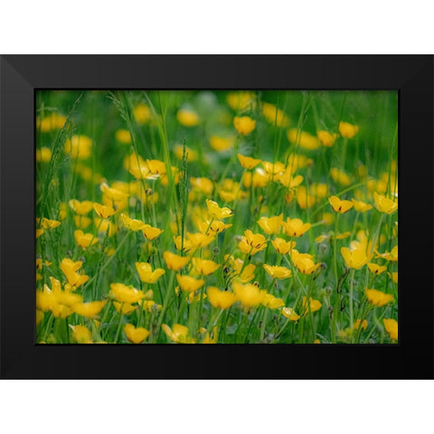 USA-Washington State-Pacific Northwest-Bellevue and the Bellevue Botanical Gardens springtime Black Modern Wood Framed Art Print by Gulin, Sylvia