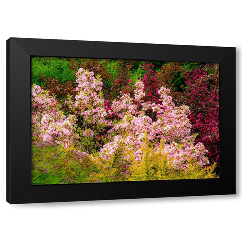 USA-Washington State-Pacific Northwest-Bellevue and the Bellevue Botanical Gardens springtime Black Modern Wood Framed Art Print by Gulin, Sylvia