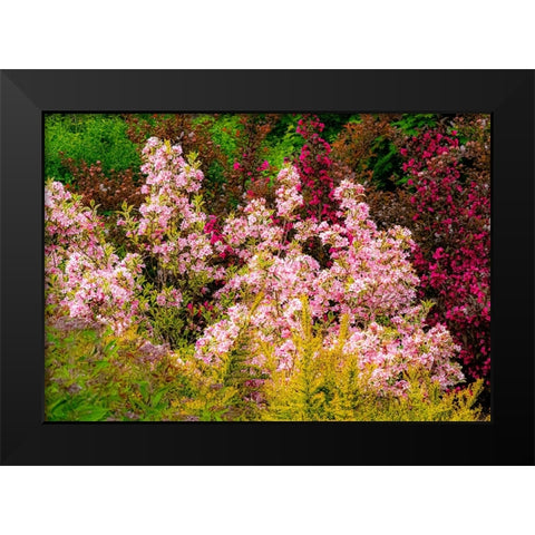 USA-Washington State-Pacific Northwest-Bellevue and the Bellevue Botanical Gardens springtime Black Modern Wood Framed Art Print by Gulin, Sylvia