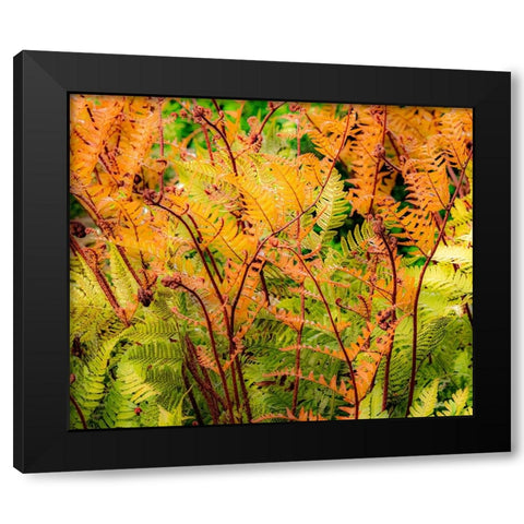 USA-Washington State-Pacific Northwest-Bellevue and the Bellevue Botanical Gardens springtime Black Modern Wood Framed Art Print by Gulin, Sylvia
