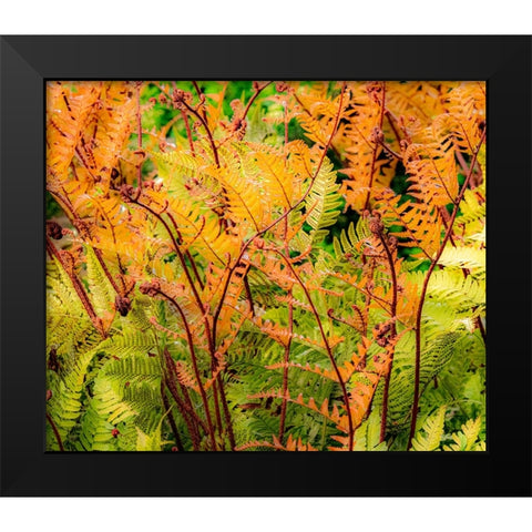 USA-Washington State-Pacific Northwest-Bellevue and the Bellevue Botanical Gardens springtime Black Modern Wood Framed Art Print by Gulin, Sylvia