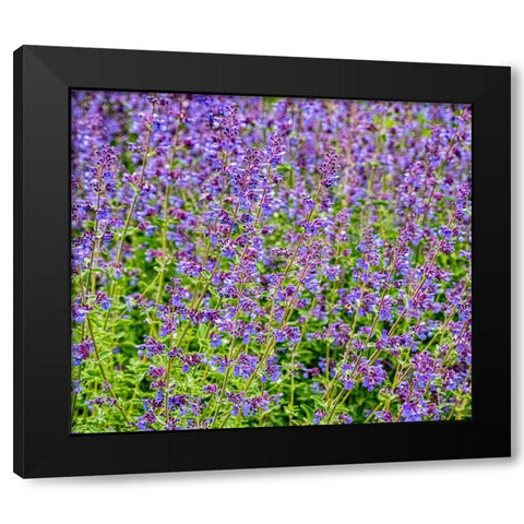 USA-Washington State-Pacific Northwest-Bellevue and the Bellevue Botanical Gardens springtime Black Modern Wood Framed Art Print with Double Matting by Gulin, Sylvia