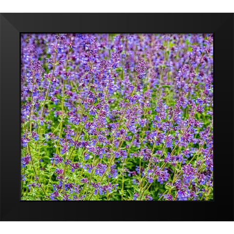 USA-Washington State-Pacific Northwest-Bellevue and the Bellevue Botanical Gardens springtime Black Modern Wood Framed Art Print by Gulin, Sylvia