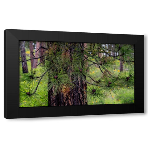 USA-Washington State-Table Mountain eastern Cascade Mountains and Ponderosa Pine Black Modern Wood Framed Art Print with Double Matting by Gulin, Sylvia