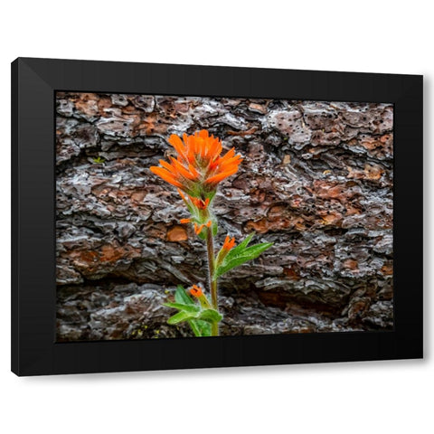 USA-Washington State-Table Mountain eastern Cascade Mountains Indian Paint Brush Black Modern Wood Framed Art Print with Double Matting by Gulin, Sylvia