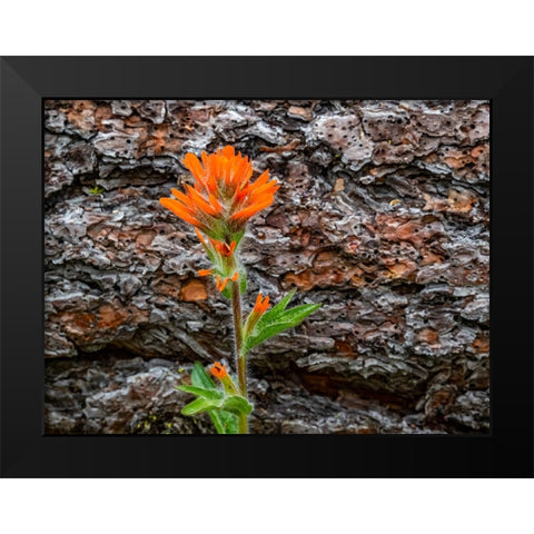 USA-Washington State-Table Mountain eastern Cascade Mountains Indian Paint Brush Black Modern Wood Framed Art Print by Gulin, Sylvia