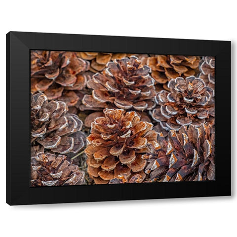 USA-Washington State-Table Mountain eastern Cascade Mountains Ponderosa Pine cones Black Modern Wood Framed Art Print by Gulin, Sylvia