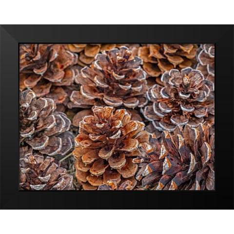 USA-Washington State-Table Mountain eastern Cascade Mountains Ponderosa Pine cones Black Modern Wood Framed Art Print by Gulin, Sylvia