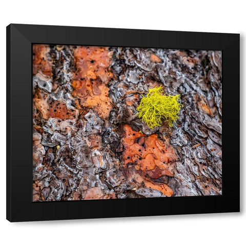 USA-Washington State-Table Mountain eastern Cascade Mountains Ponderosa Pine Bark Black Modern Wood Framed Art Print by Gulin, Sylvia