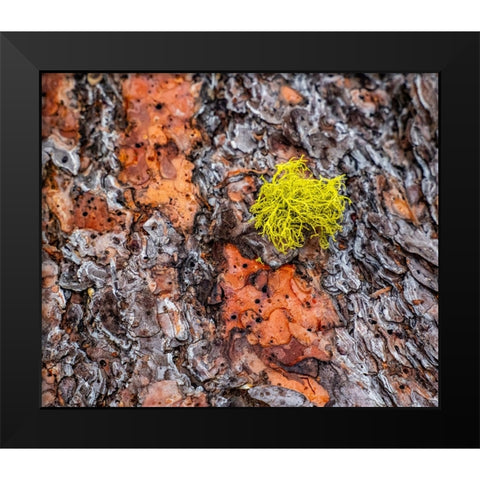 USA-Washington State-Table Mountain eastern Cascade Mountains Ponderosa Pine Bark Black Modern Wood Framed Art Print by Gulin, Sylvia