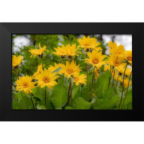 USA-Washington State-Table Mountain eastern Cascade Mountains Balsamroot Black Modern Wood Framed Art Print by Gulin, Sylvia