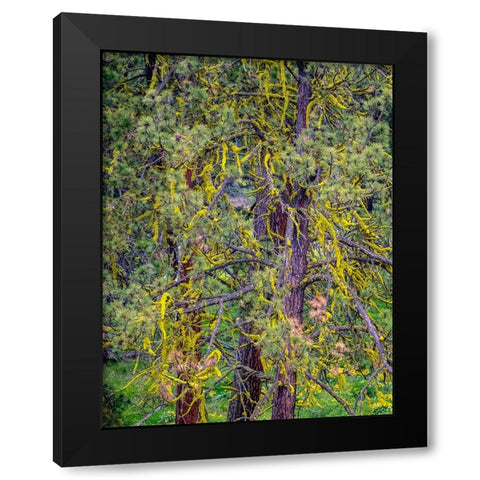 USA-Washington State-Table Mountain eastern Cascade Mountains yellow lichen on Ponderosa Pine Black Modern Wood Framed Art Print with Double Matting by Gulin, Sylvia