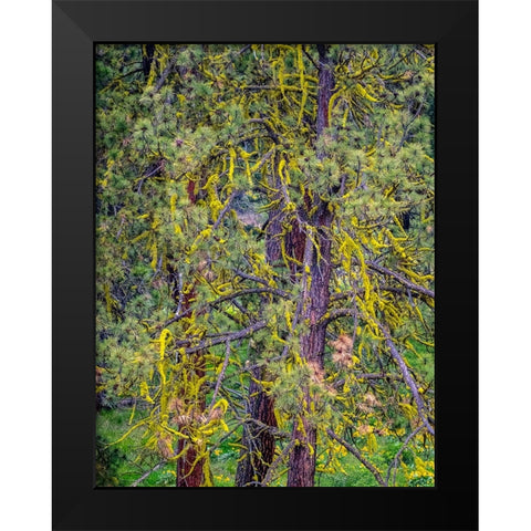 USA-Washington State-Table Mountain eastern Cascade Mountains yellow lichen on Ponderosa Pine Black Modern Wood Framed Art Print by Gulin, Sylvia