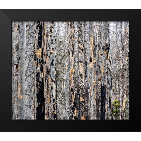 USA-Washington State-Table Mountain eastern Cascade Mountains forest fire effects on forest Black Modern Wood Framed Art Print by Gulin, Sylvia