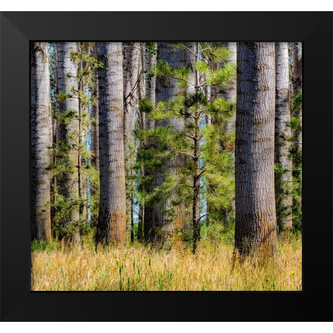 USA-Washington State-Othello grove of trees along Highway 26 Black Modern Wood Framed Art Print by Gulin, Sylvia