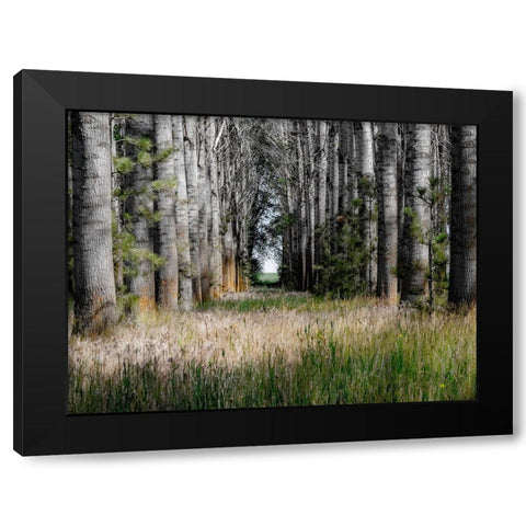USA-Washington State-Othello grove of trees along Highway 26 Black Modern Wood Framed Art Print by Gulin, Sylvia