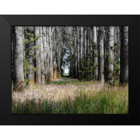 USA-Washington State-Othello grove of trees along Highway 26 Black Modern Wood Framed Art Print by Gulin, Sylvia