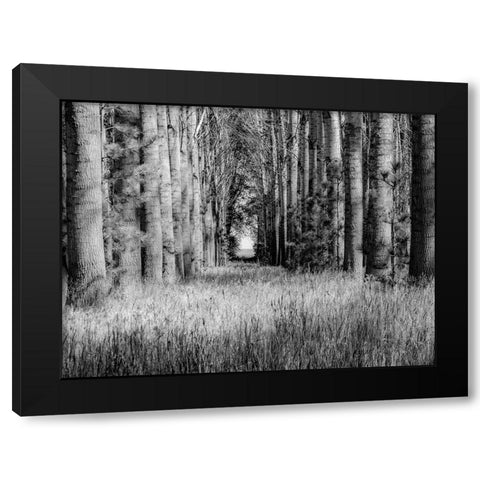 USA-Washington State-Othello grove of trees along Highway 26 Black Modern Wood Framed Art Print by Gulin, Sylvia