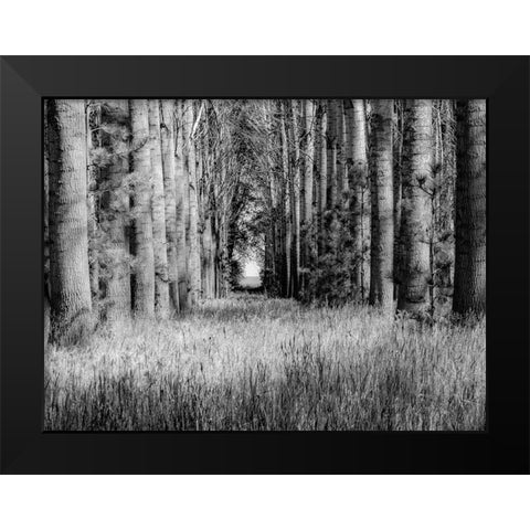 USA-Washington State-Othello grove of trees along Highway 26 Black Modern Wood Framed Art Print by Gulin, Sylvia