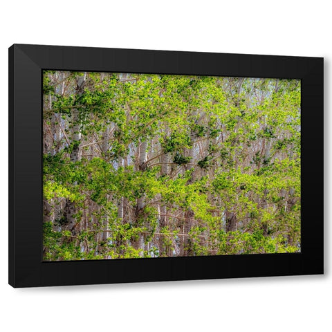 USA-Washington State-Othello grove of trees along Highway 26 Black Modern Wood Framed Art Print by Gulin, Sylvia
