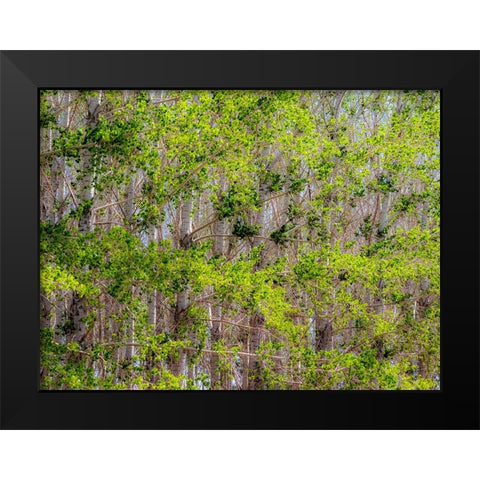 USA-Washington State-Othello grove of trees along Highway 26 Black Modern Wood Framed Art Print by Gulin, Sylvia