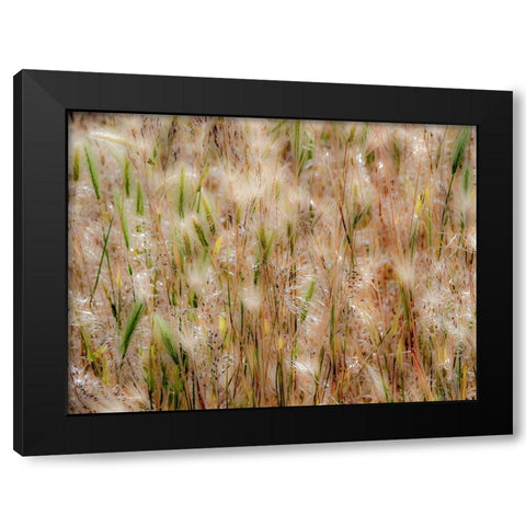 USA-Washington State-Benge Dried grass seed heads Black Modern Wood Framed Art Print by Gulin, Sylvia