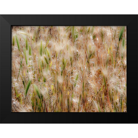 USA-Washington State-Benge Dried grass seed heads Black Modern Wood Framed Art Print by Gulin, Sylvia