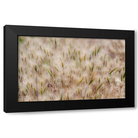 USA-Washington State-Benge Dried grass seed heads Black Modern Wood Framed Art Print with Double Matting by Gulin, Sylvia