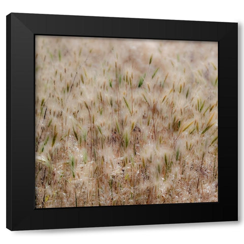 USA-Washington State-Benge Dried grass seed heads Black Modern Wood Framed Art Print with Double Matting by Gulin, Sylvia