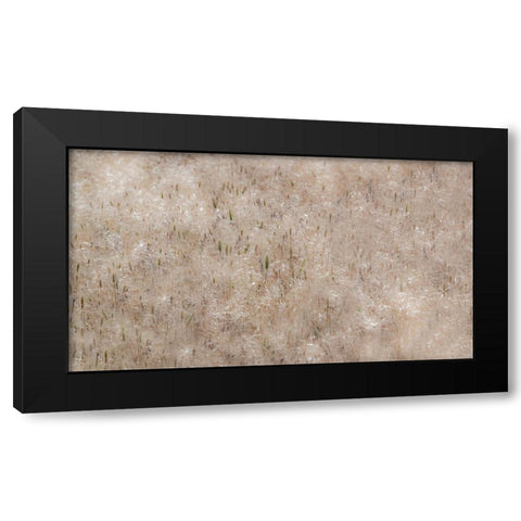 USA-Washington State-Benge Dried grass seed heads Black Modern Wood Framed Art Print by Gulin, Sylvia
