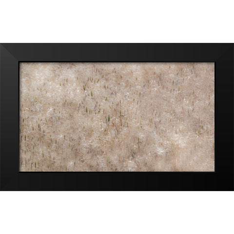 USA-Washington State-Benge Dried grass seed heads Black Modern Wood Framed Art Print by Gulin, Sylvia