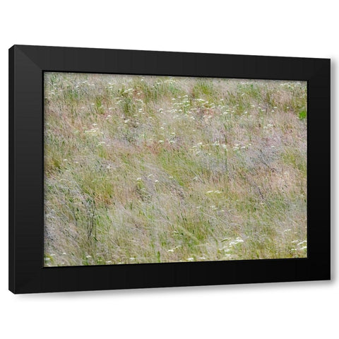 USA-Washington State-Benge Dried grass seed heads Black Modern Wood Framed Art Print by Gulin, Sylvia