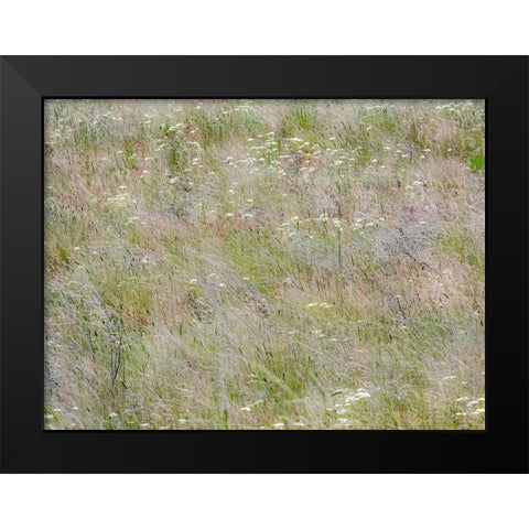 USA-Washington State-Benge Dried grass seed heads Black Modern Wood Framed Art Print by Gulin, Sylvia