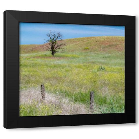 USA-Washington State-Eastern Washington-Benge With lone dead tree in field of grasses Black Modern Wood Framed Art Print by Gulin, Sylvia
