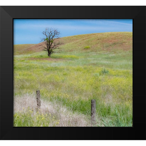 USA-Washington State-Eastern Washington-Benge With lone dead tree in field of grasses Black Modern Wood Framed Art Print by Gulin, Sylvia