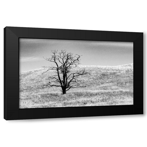 USA-Washington State-Eastern Washington-Benge With lone dead tree in field of grasses Black Modern Wood Framed Art Print by Gulin, Sylvia