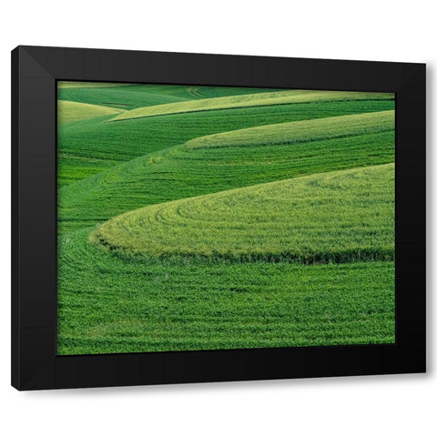 USA-Washington State-Eastern Washington winter and spring wheat near Endicott Black Modern Wood Framed Art Print with Double Matting by Gulin, Sylvia